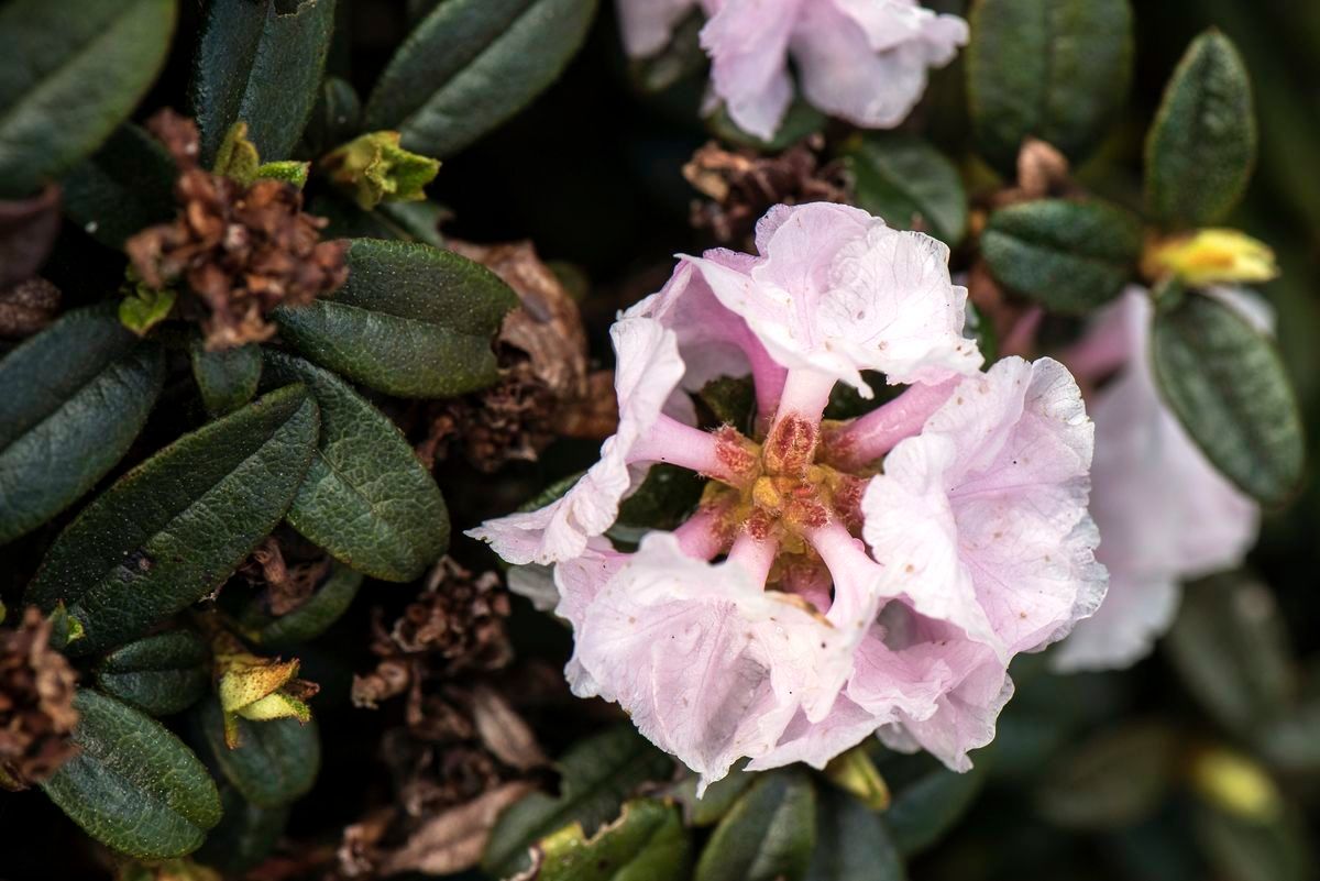 Rhododendron cephalanthum — houseplant care guide