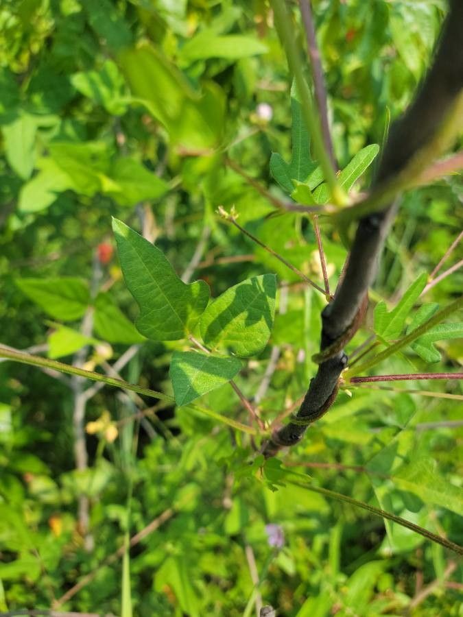 Strophostyles helvula leaf