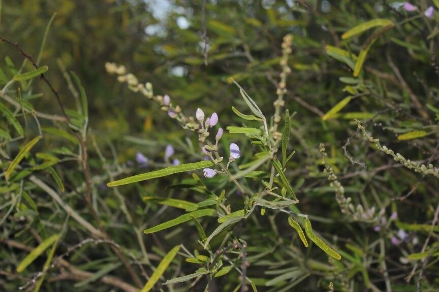 Mundulea stenophylla — houseplant care guide