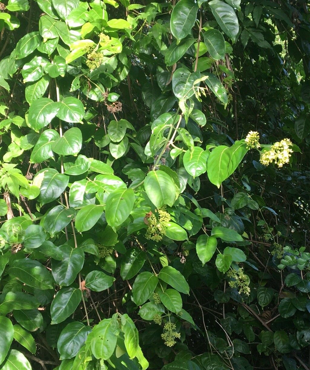 Aegiphila elata leaf