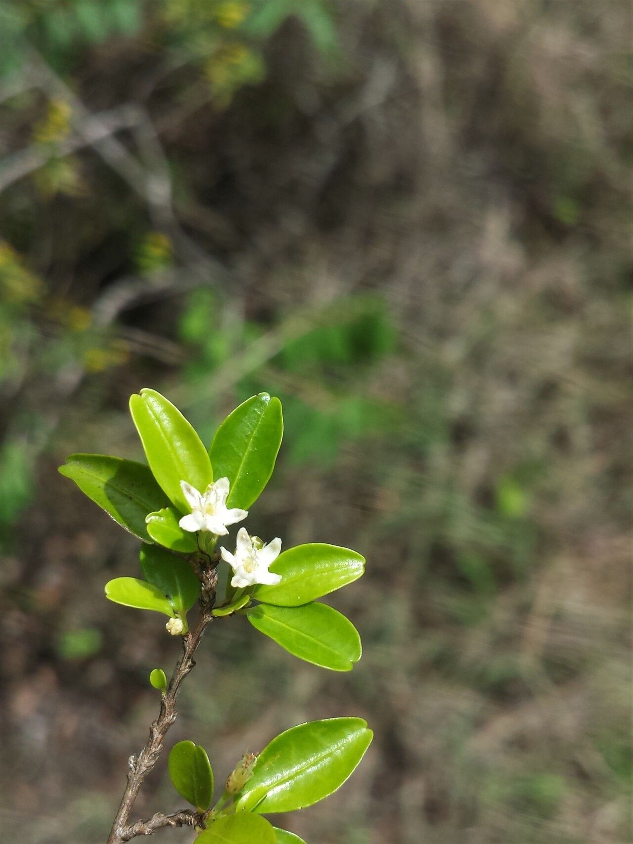 Erythroxylum xerophilum — houseplant care guide