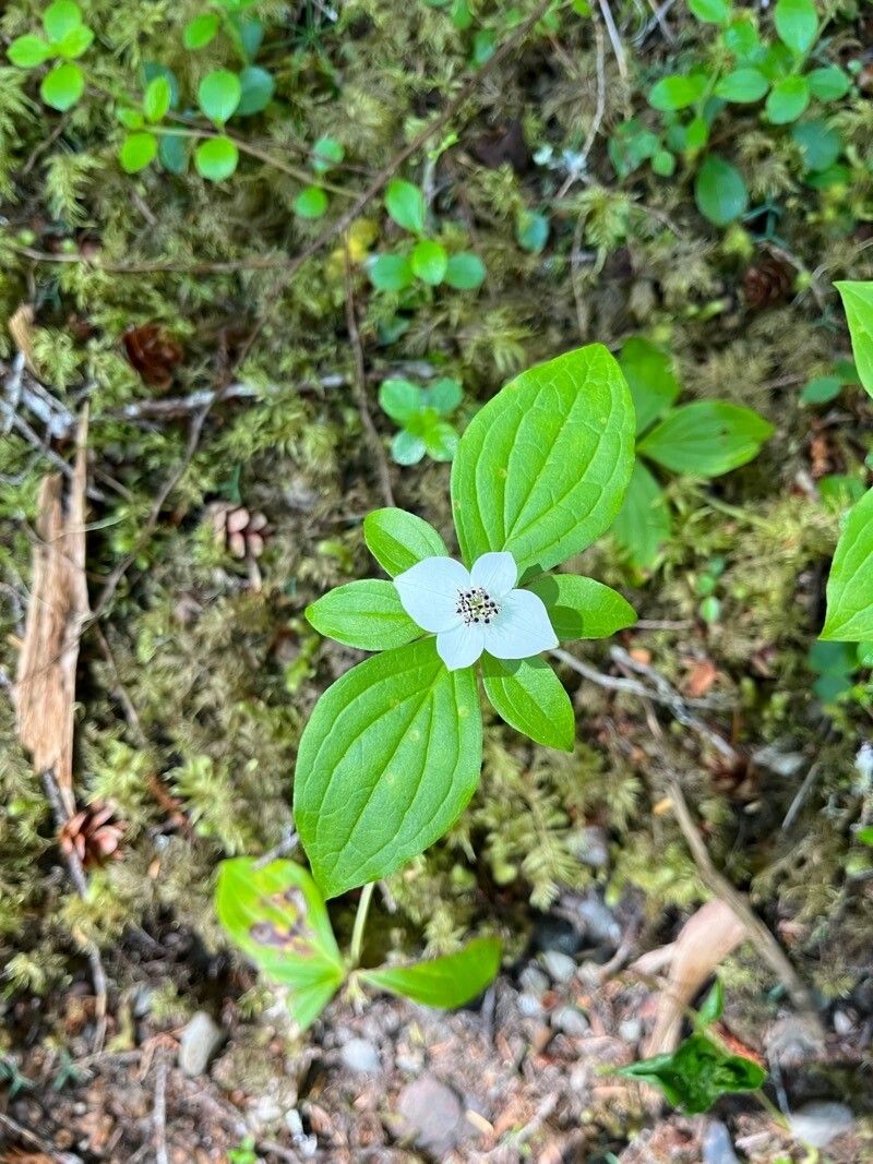 Cornus unalaschkensis — search result for 'Cornaceae'