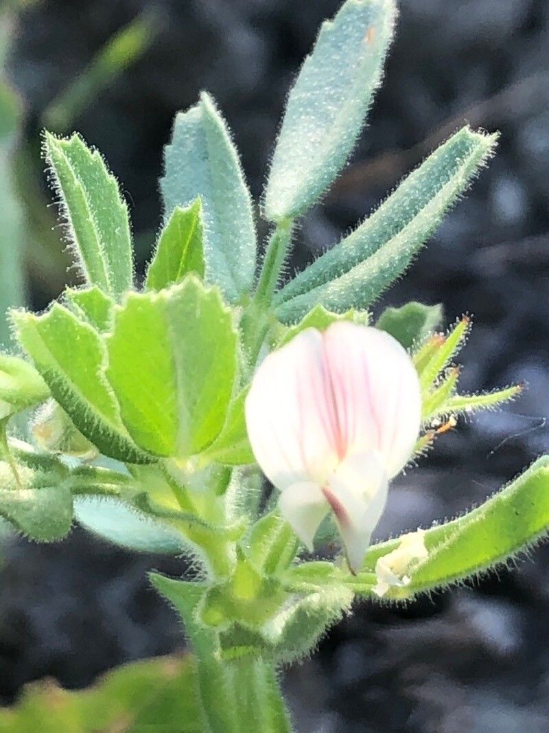 Ononis biflora flower