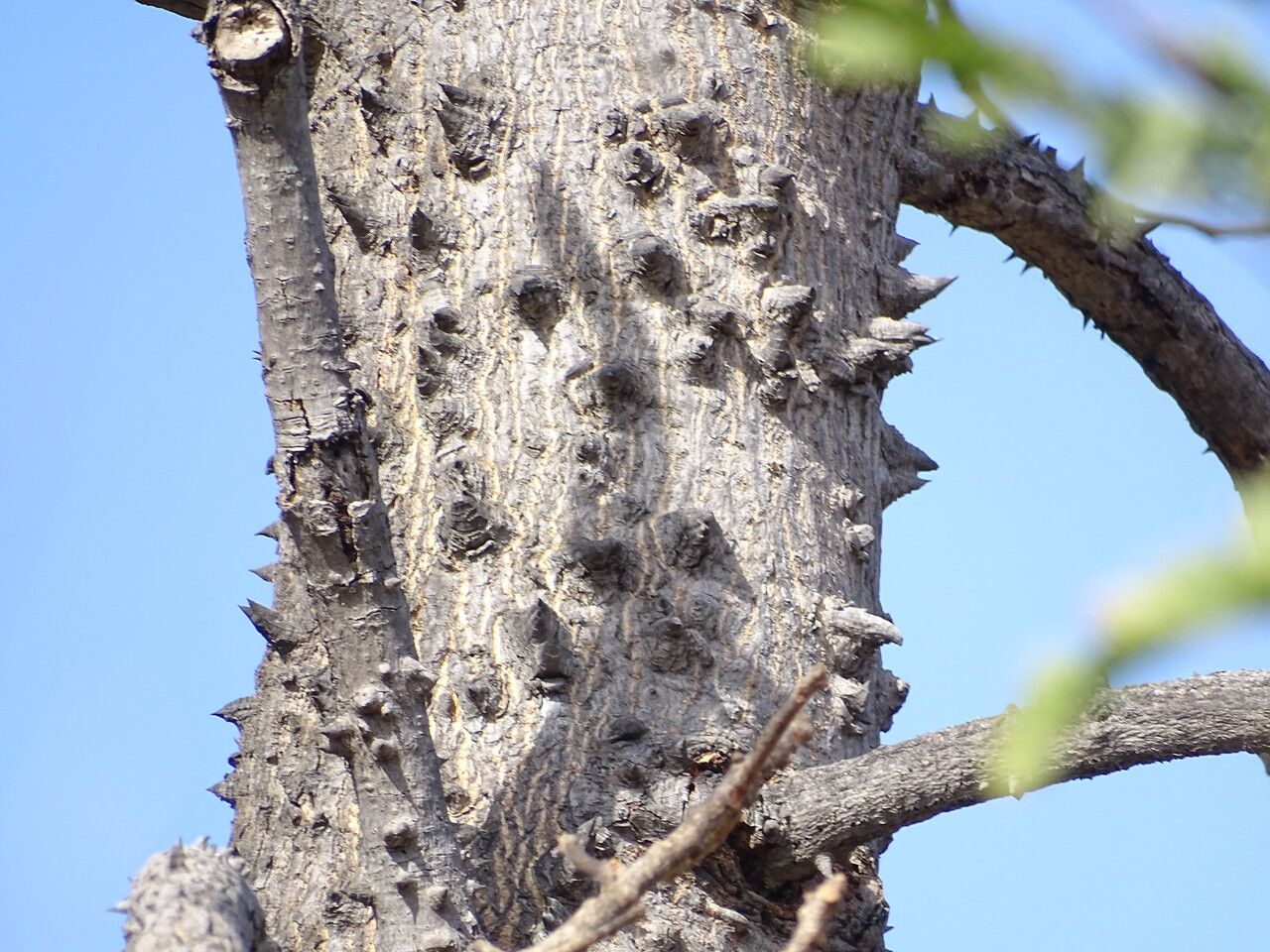 Bombax costatum bark