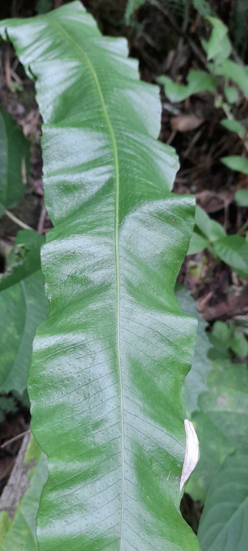 Campyloneurum nitidissimum — houseplant care guide