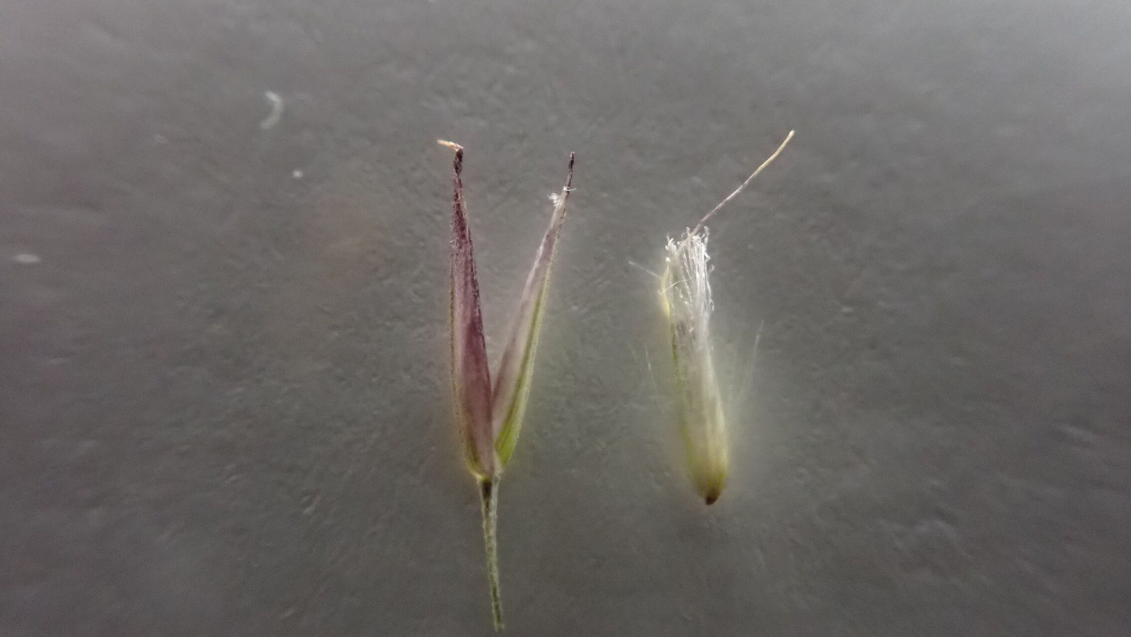 Calamagrostis scabrescens fruit