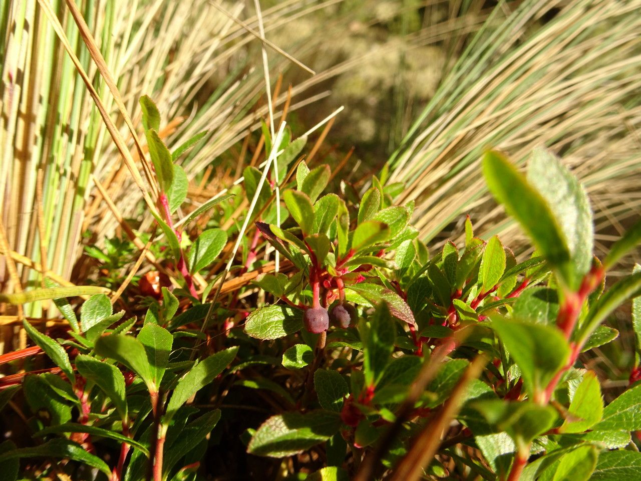 Vaccinium geminiflorum fruit