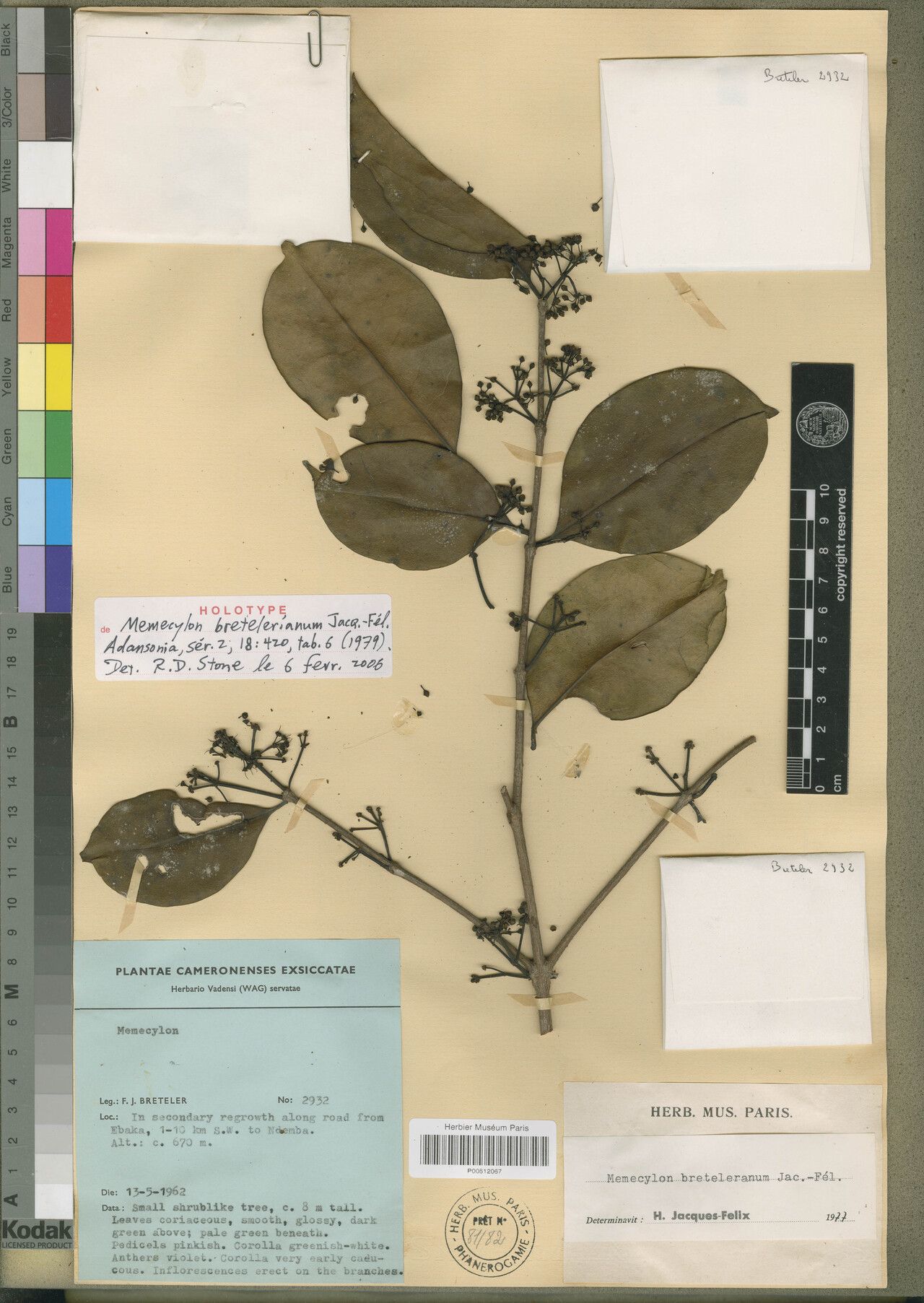 Memecylon bretelerianum — houseplant care guide