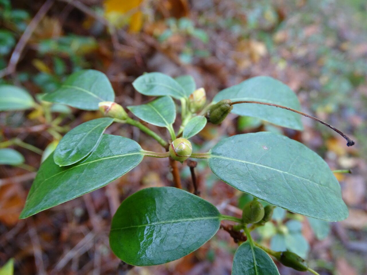 Rhododendron pleistanthum flower