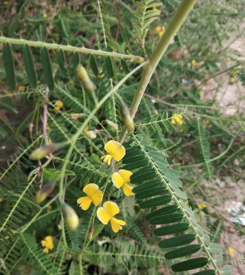 Sesbania rostrata — search result for 'Sesbania'
