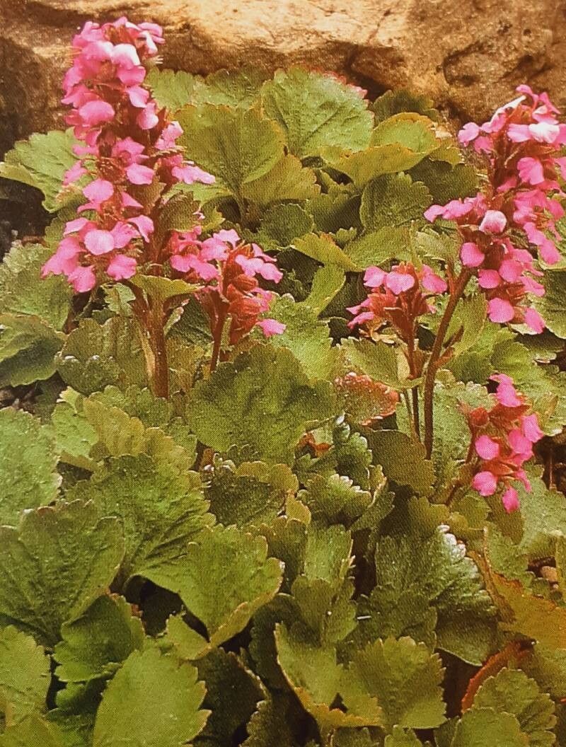 Telesonix jamesii habit