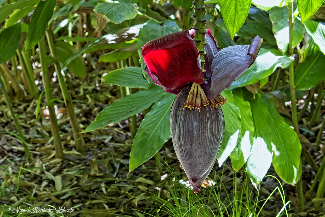 Musa balbisiana flower
