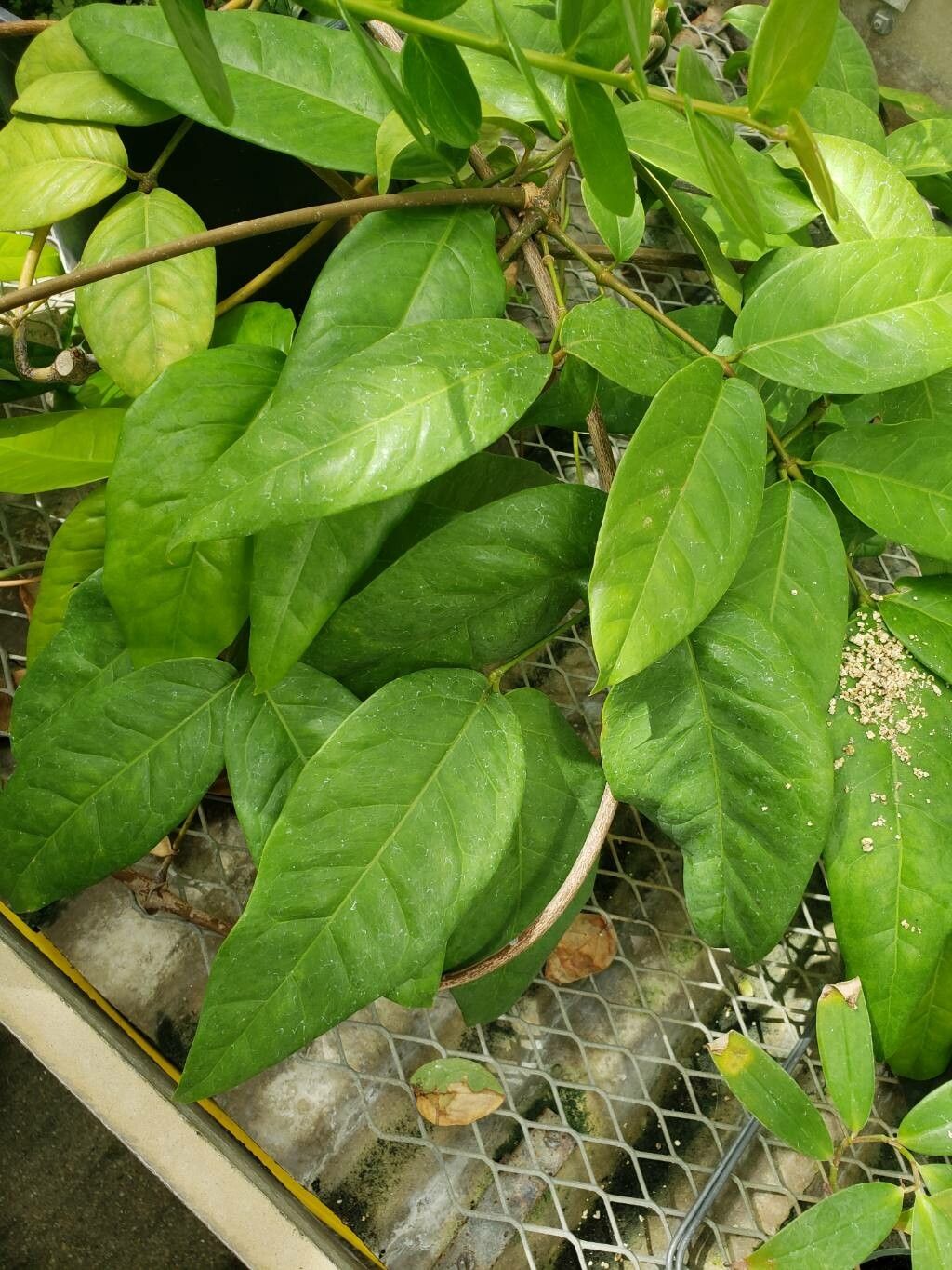 Gnetum urens — houseplant care guide