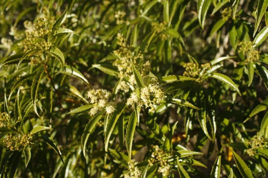 Miconia sellowiana habit