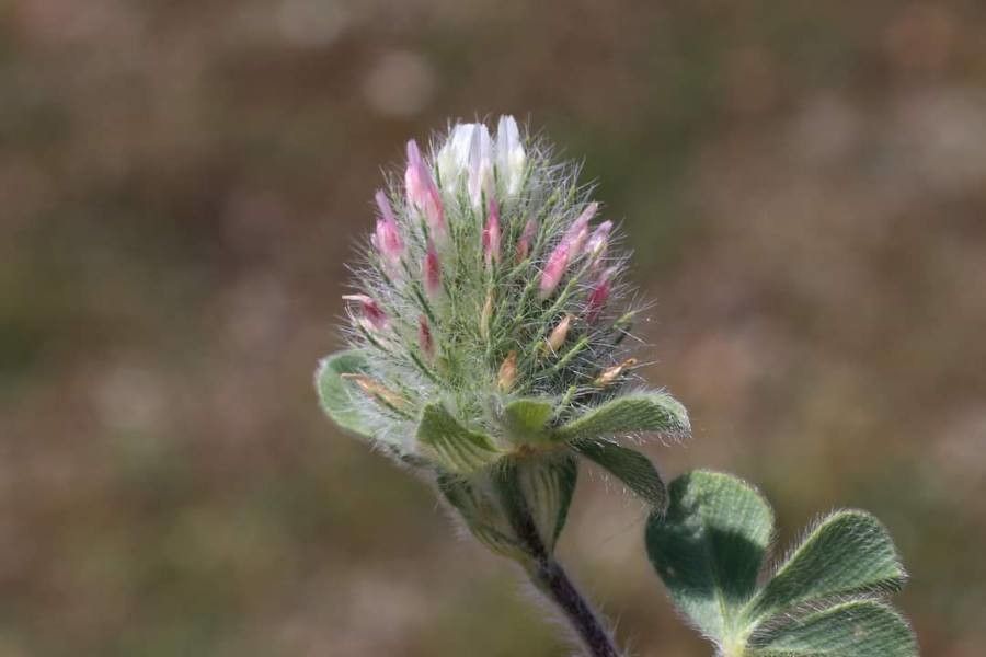 Trifolium sylvaticum flower
