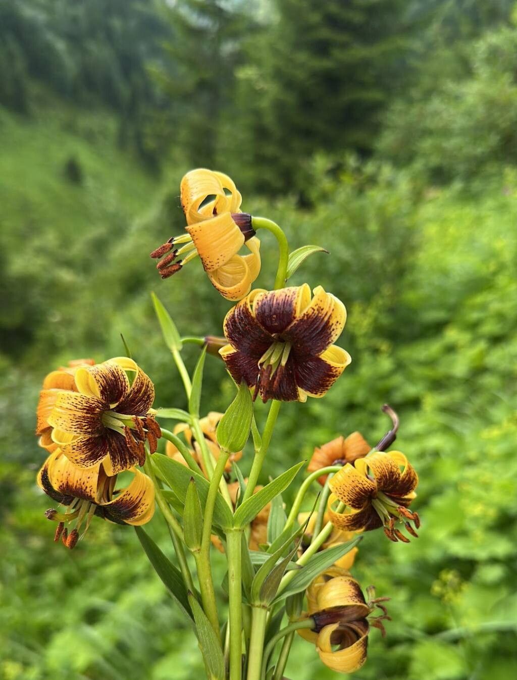 Lilium ponticum — houseplant care guide