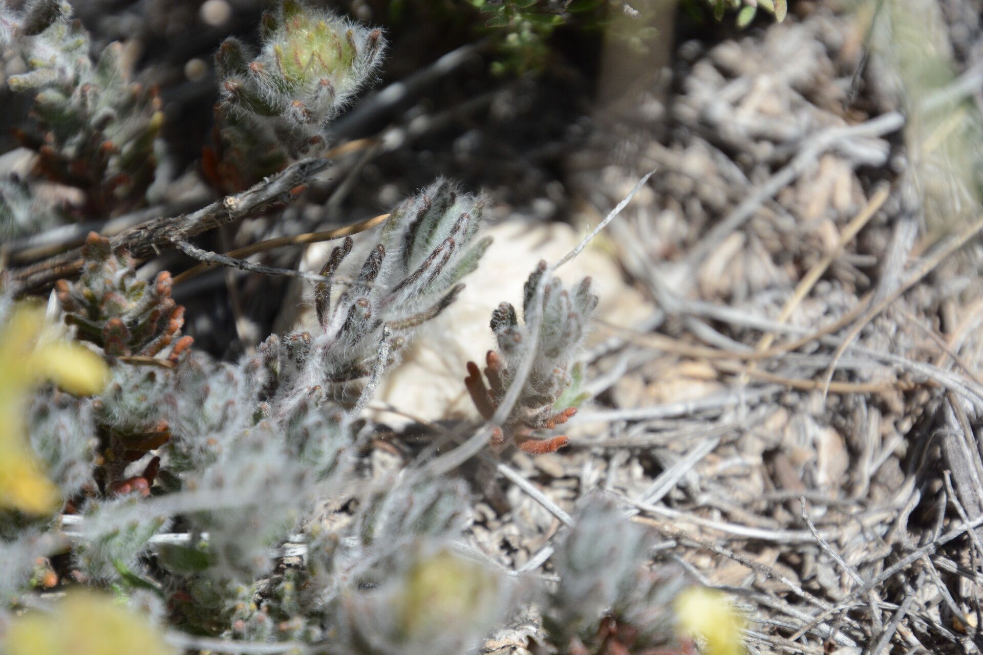 Teucrium franchetianum — search result for 'Teucrium'