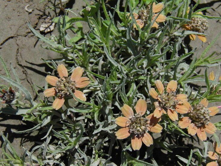 Zinnia anomala flower