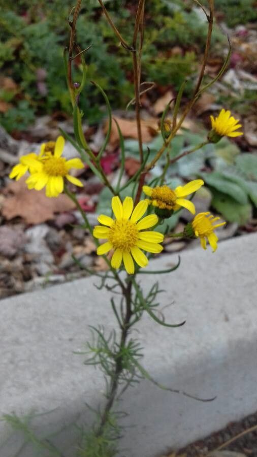 Senecio inaequidens flower