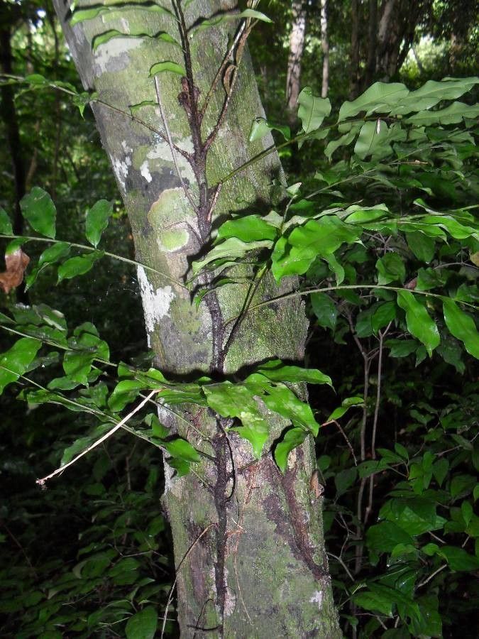 Lomariopsis guineensis — houseplant care guide