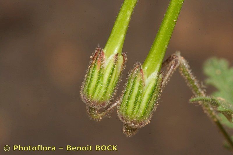 Erodium neuradifolium fruit