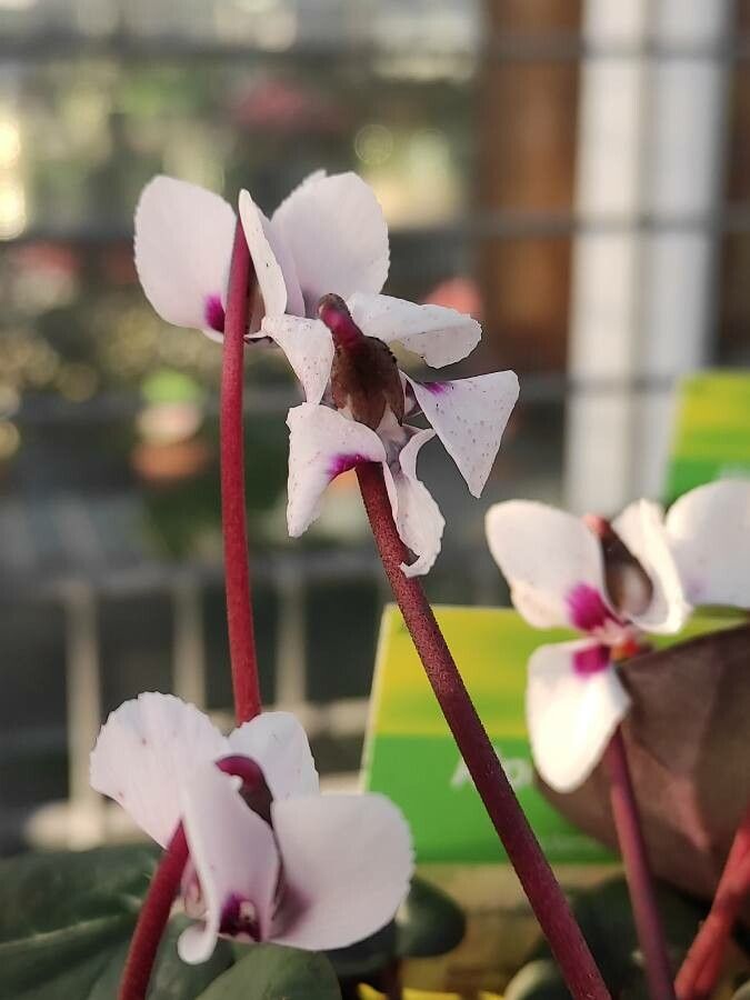 Cyclamen coum flower