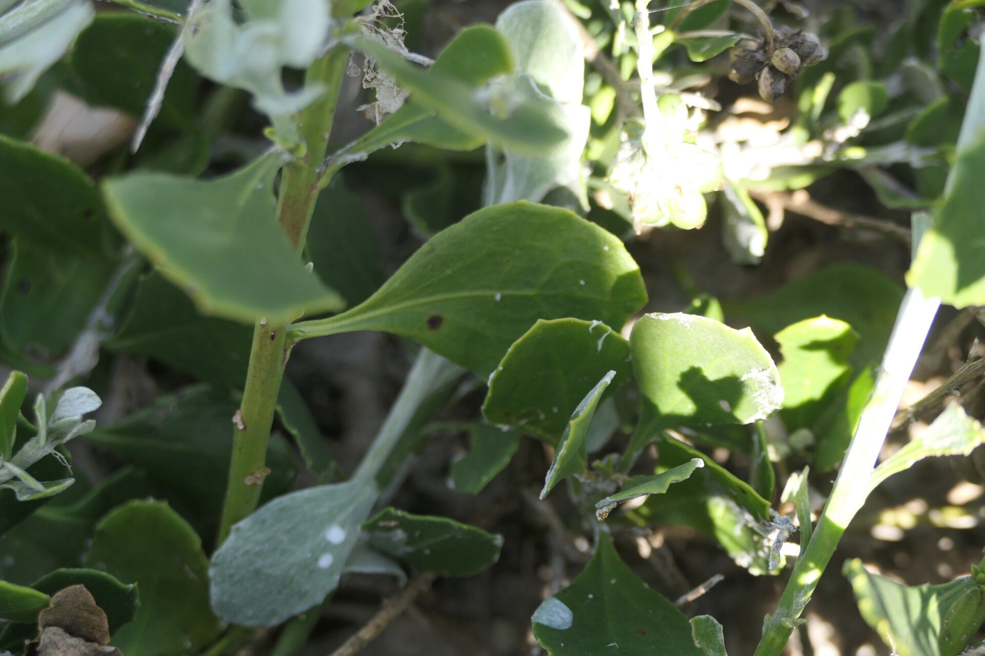 Osteospermum incanum bark