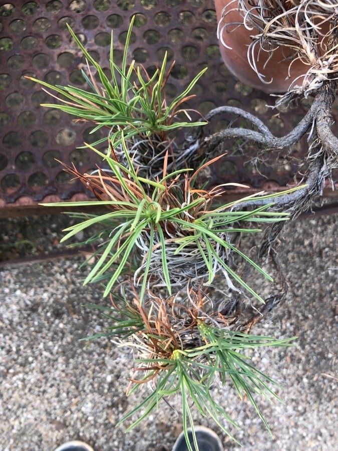 Armeria pungens — search result for 'Plumbaginaceae'