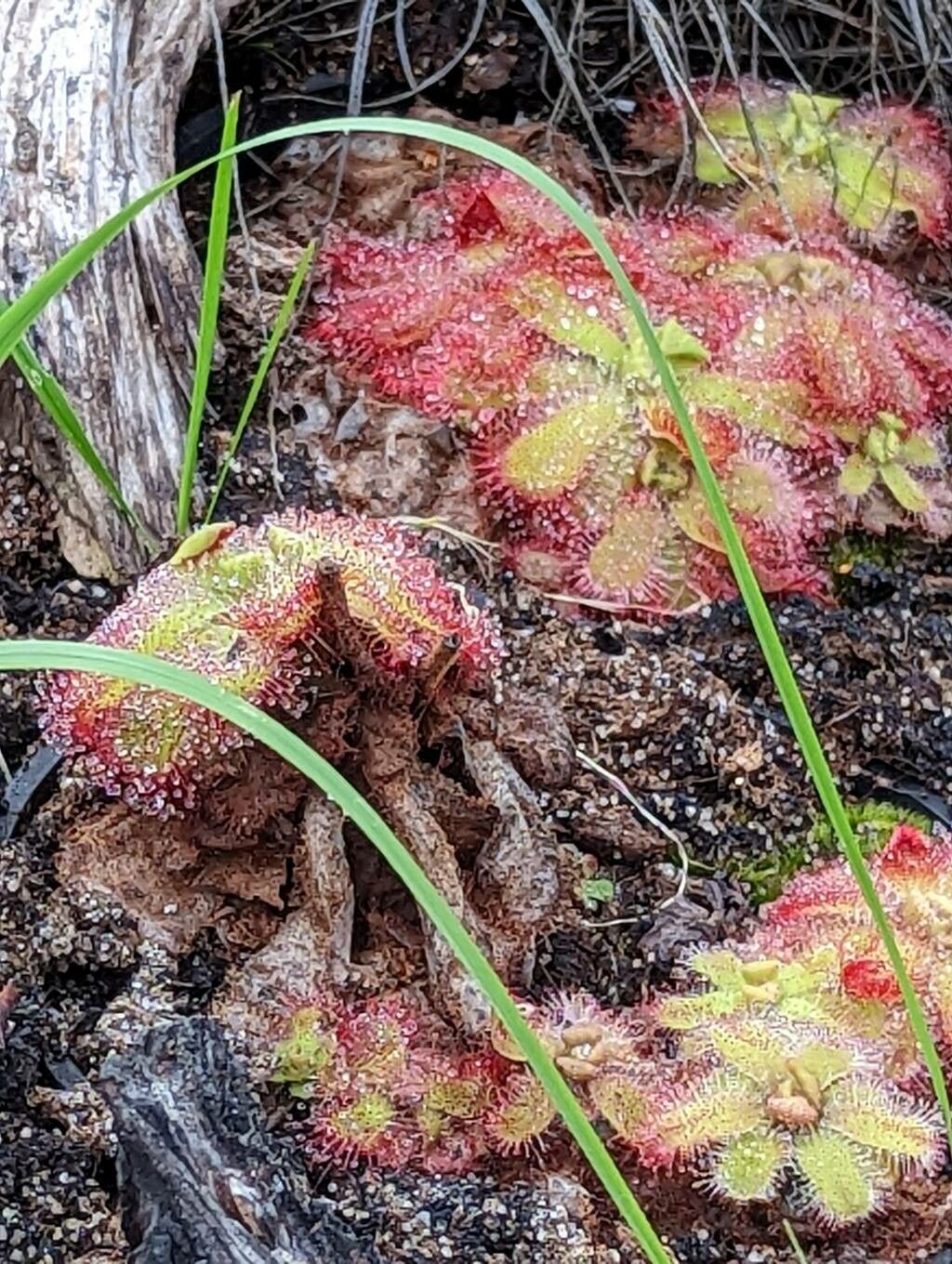 Drosera cuneifolia — search result for 'Drosera'