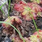 Drosera cuneifolia