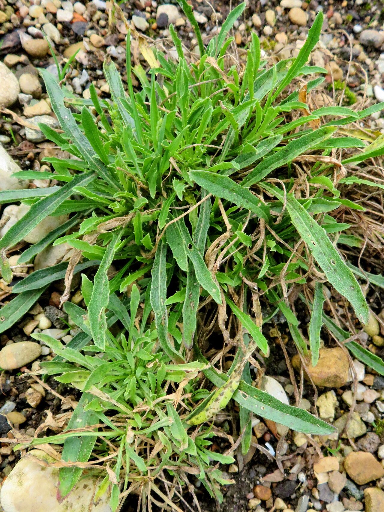 Erysimum smyrnaeum habit