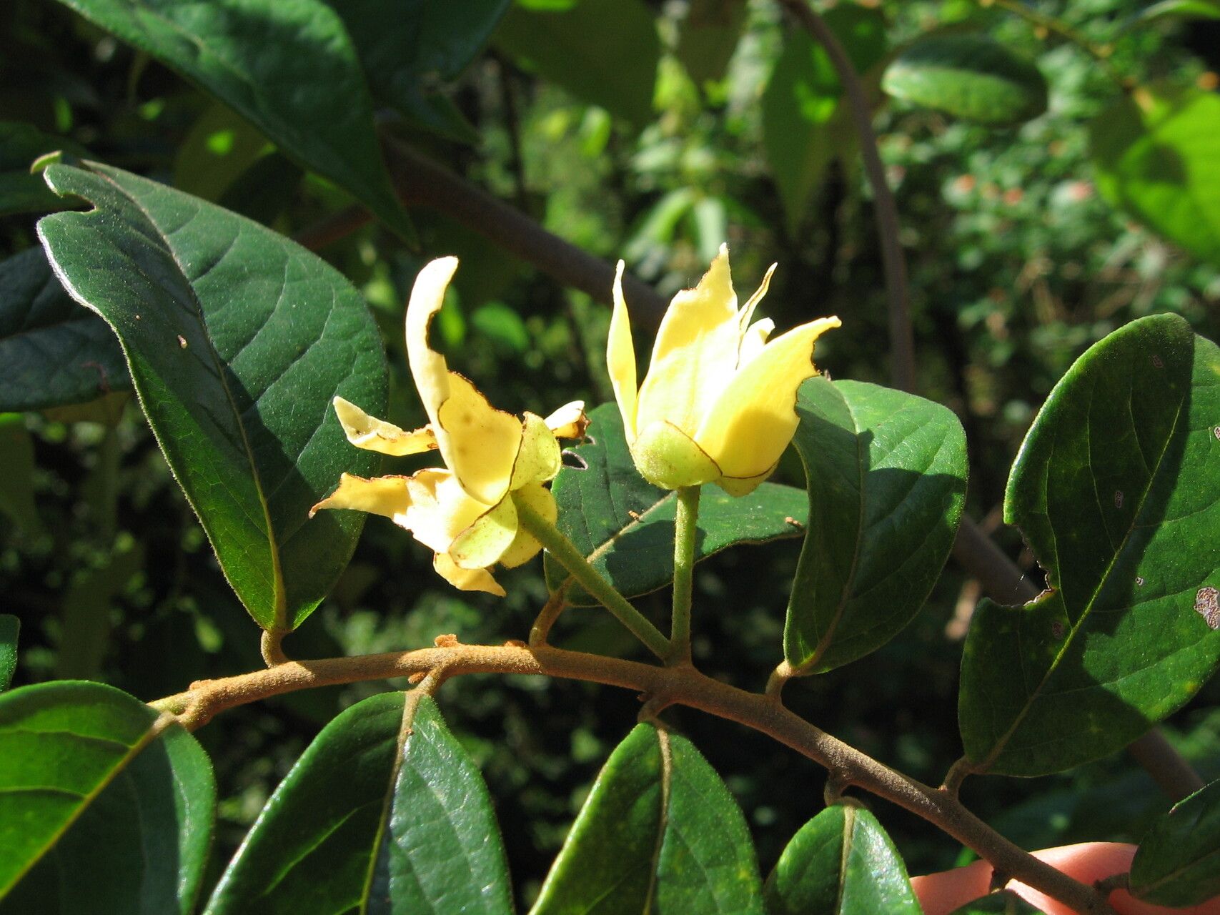 Uvaria leptocladon — houseplant care guide