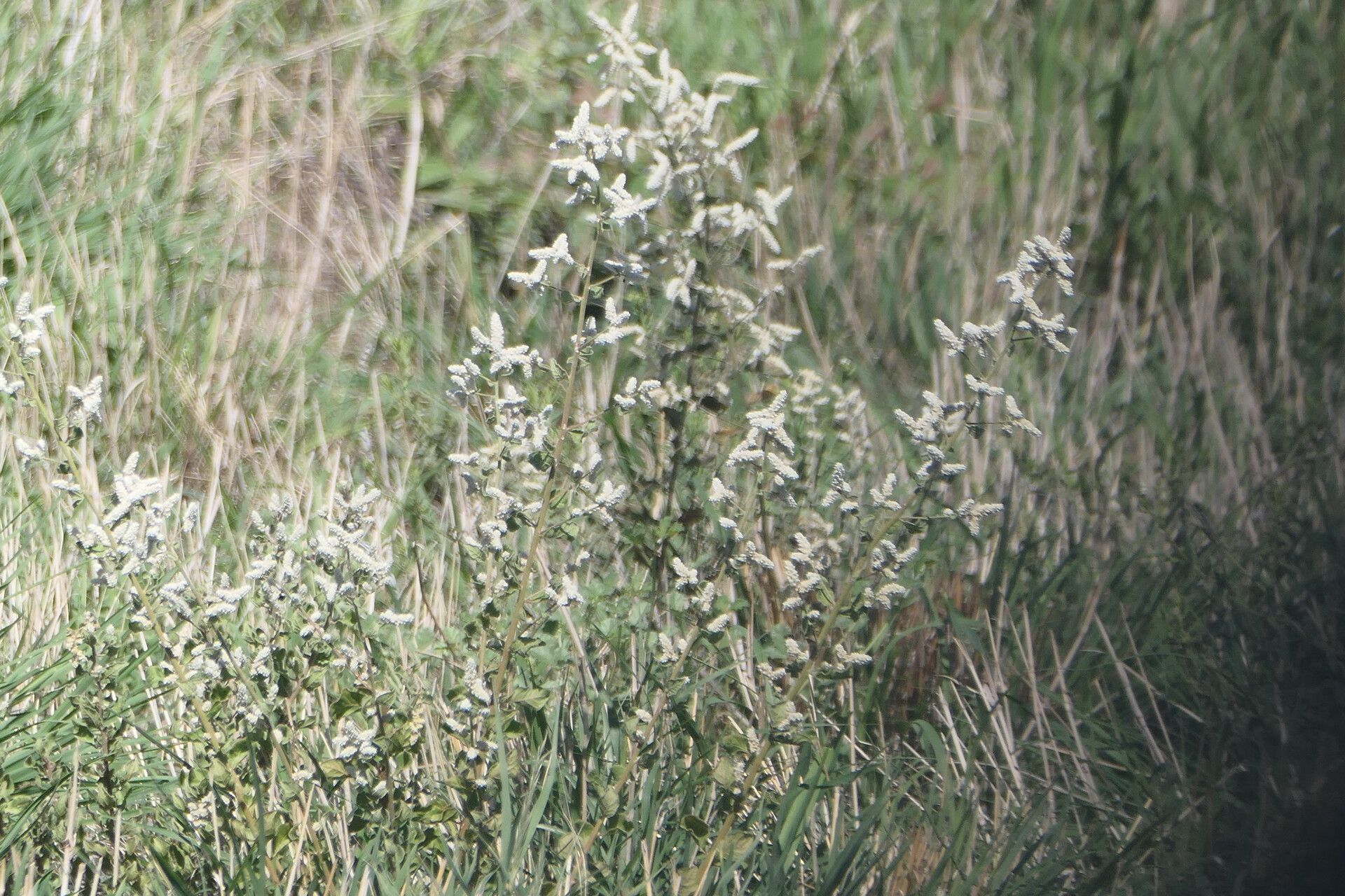 Ouret leucura habit
