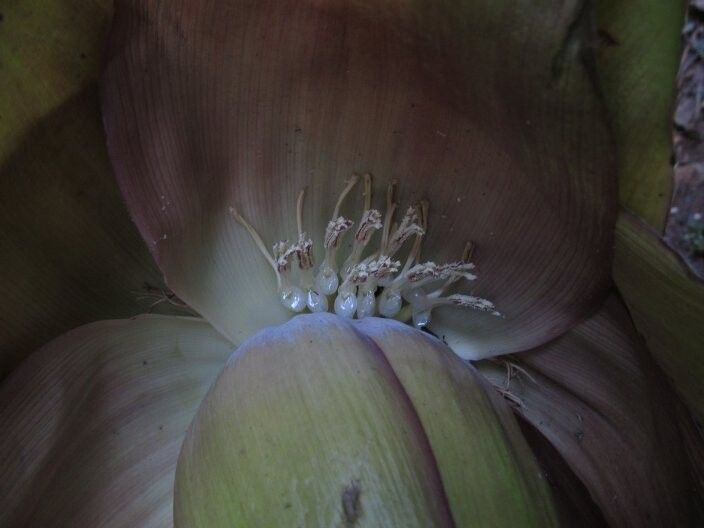 Ensete livingstonianum
