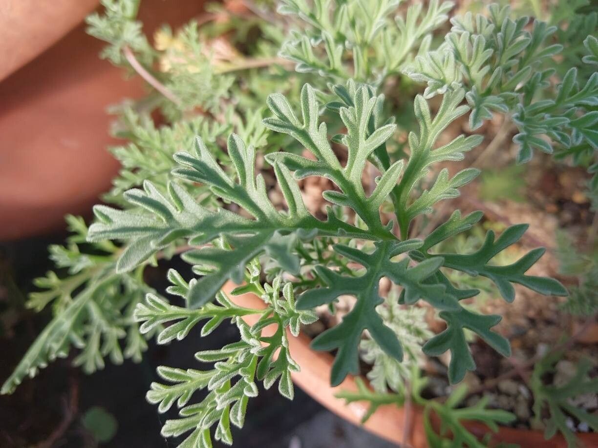 Pelargonium redactum leaf