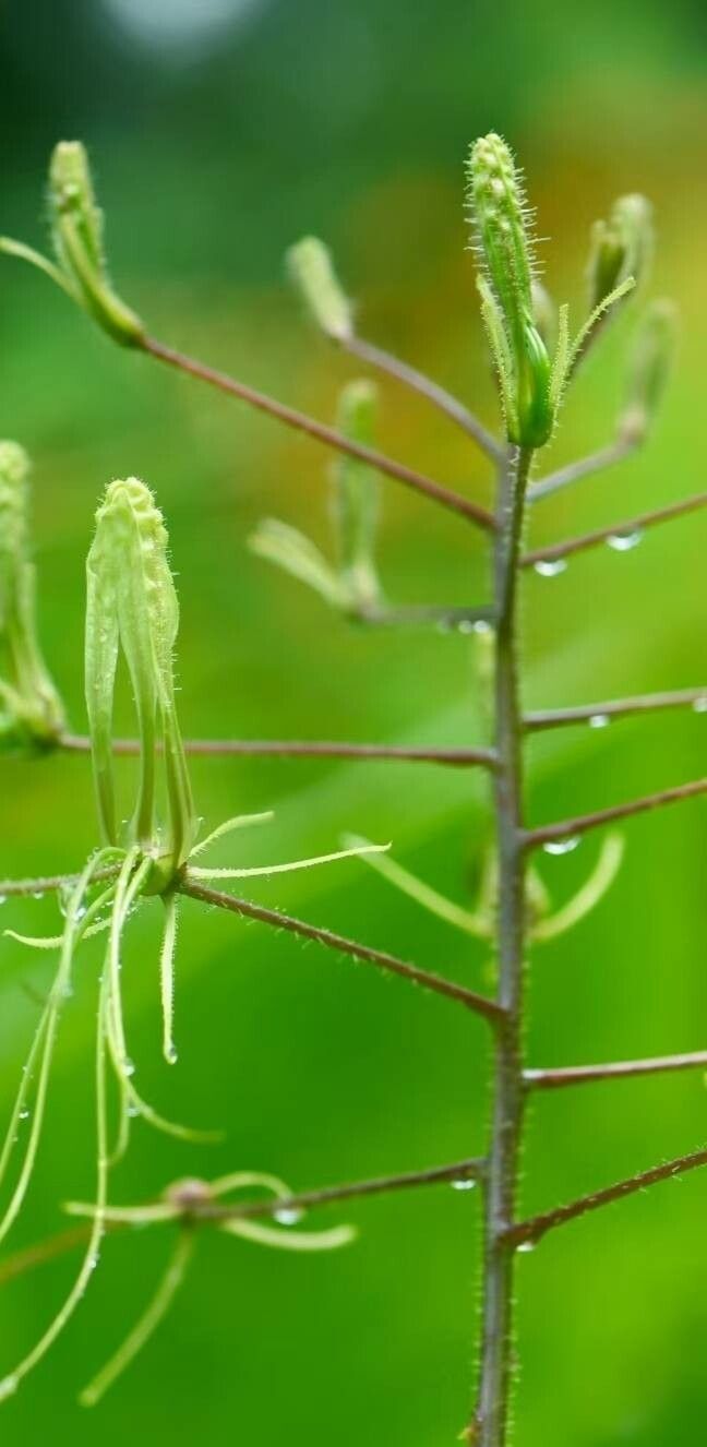 Cleome speciosa — search result for 'Cleome'