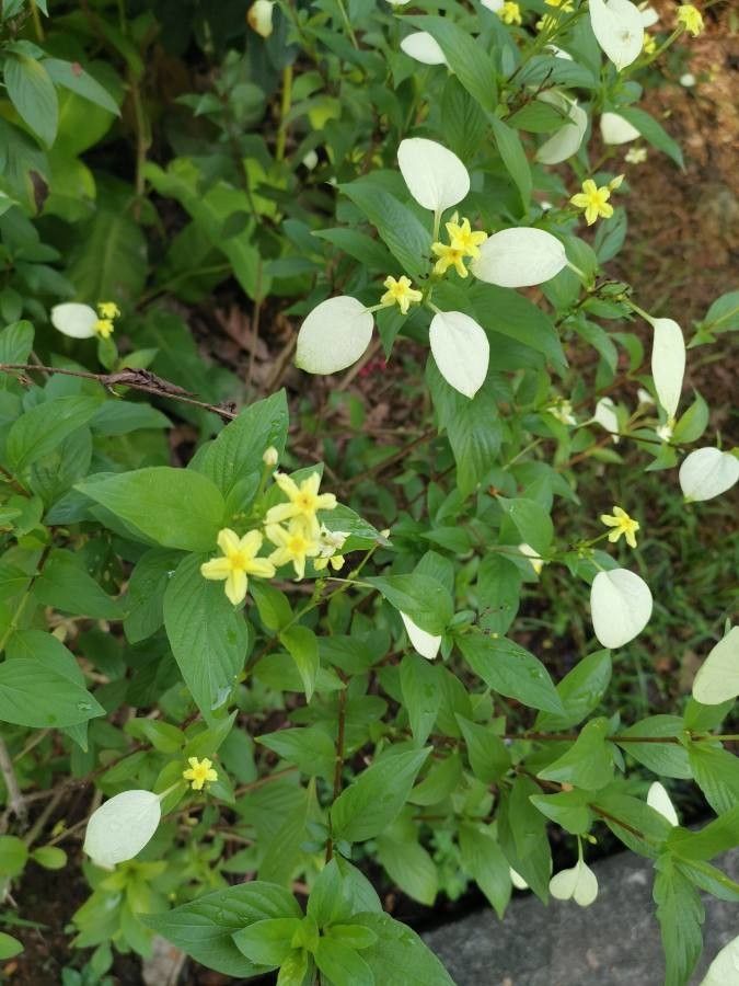Mussaenda glabra — search result for 'Mussaenda'