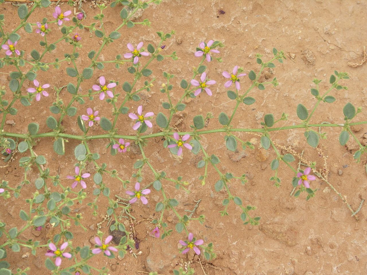 Fagonia latifolia flower