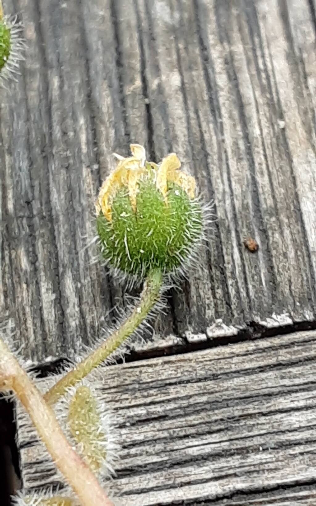 Aichryson porphyrogennetos flower