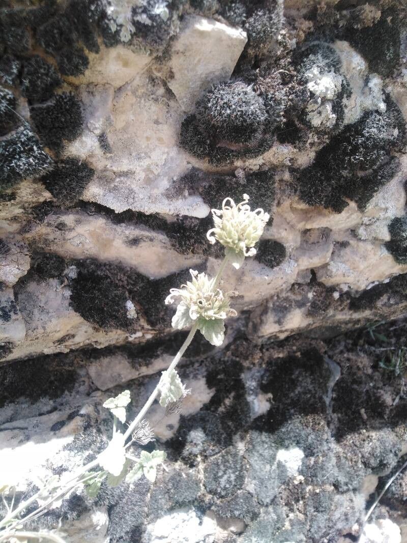 Nepeta italica flower