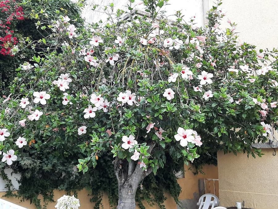 Hibiscus genevii habit