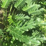 Thaumatophyllum xanadu