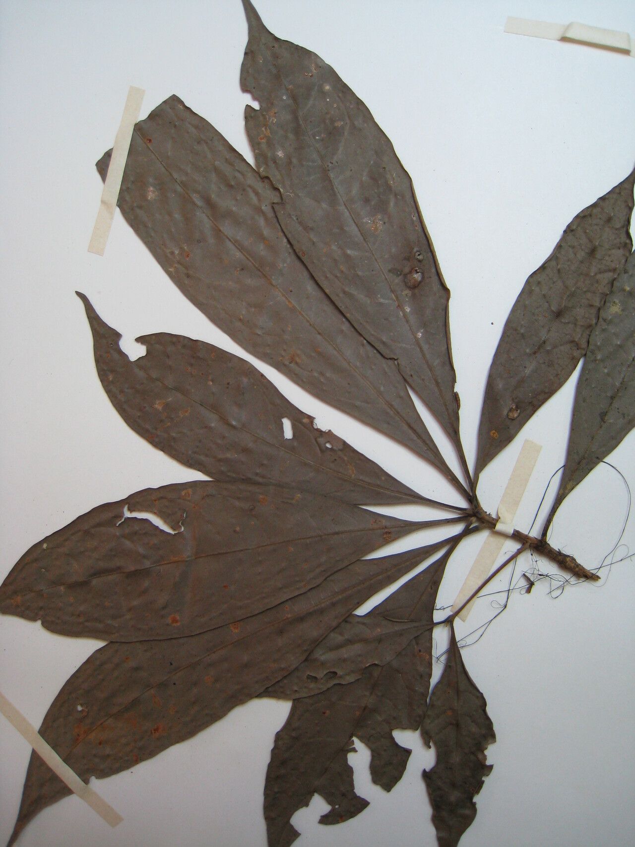 Aniba guianensis other