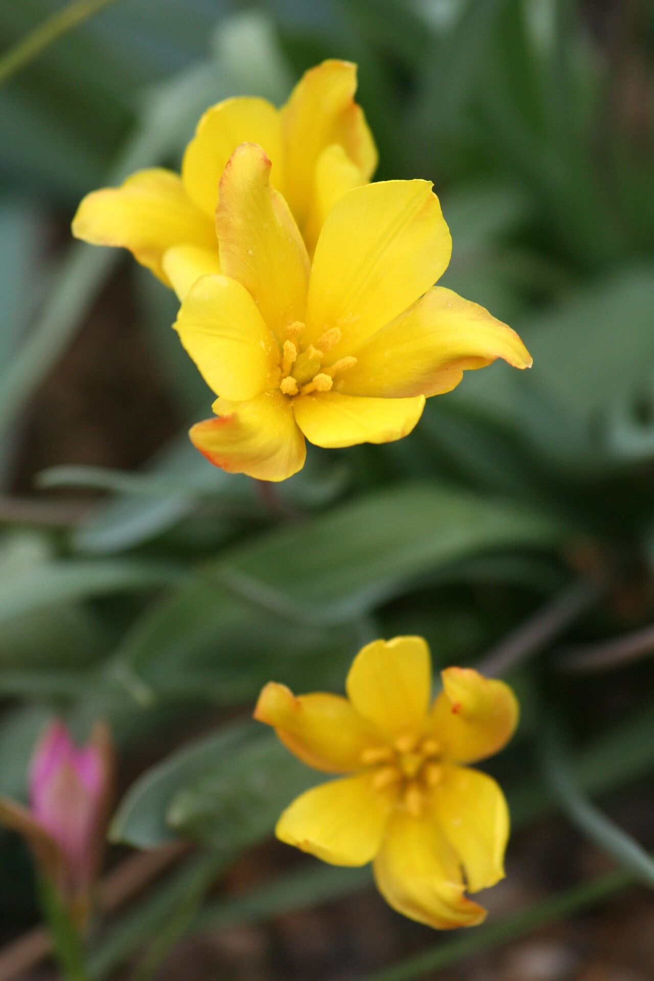 Tulipa iliensis flower