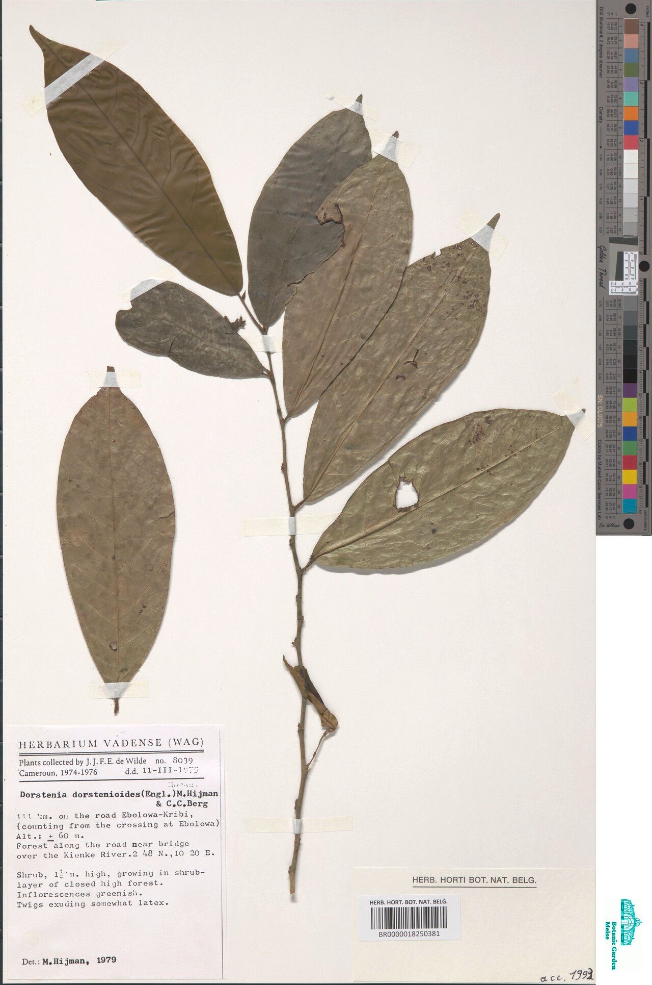 Dorstenia dorstenioides — search result for 'Dorstenia'