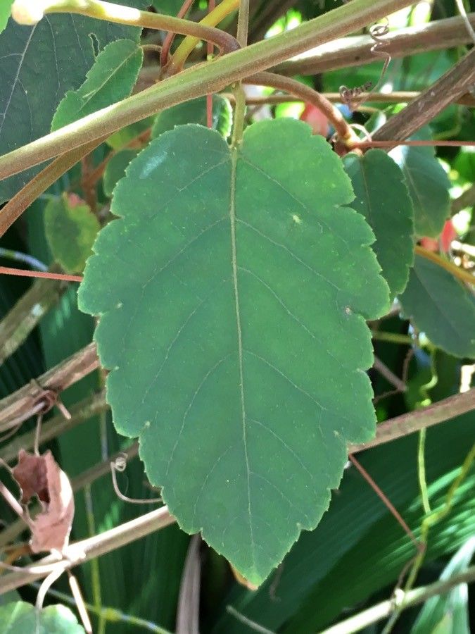 Passiflora miniata leaf