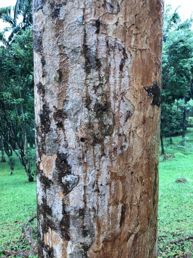 Pentaspadon motleyi bark