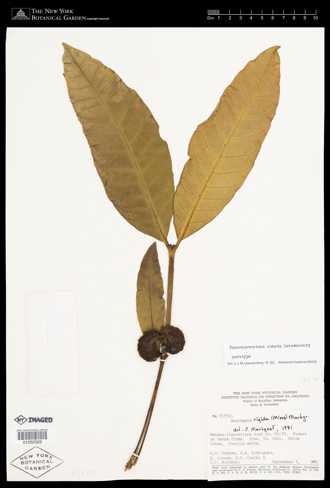 Tabernaemontana cumata fruit