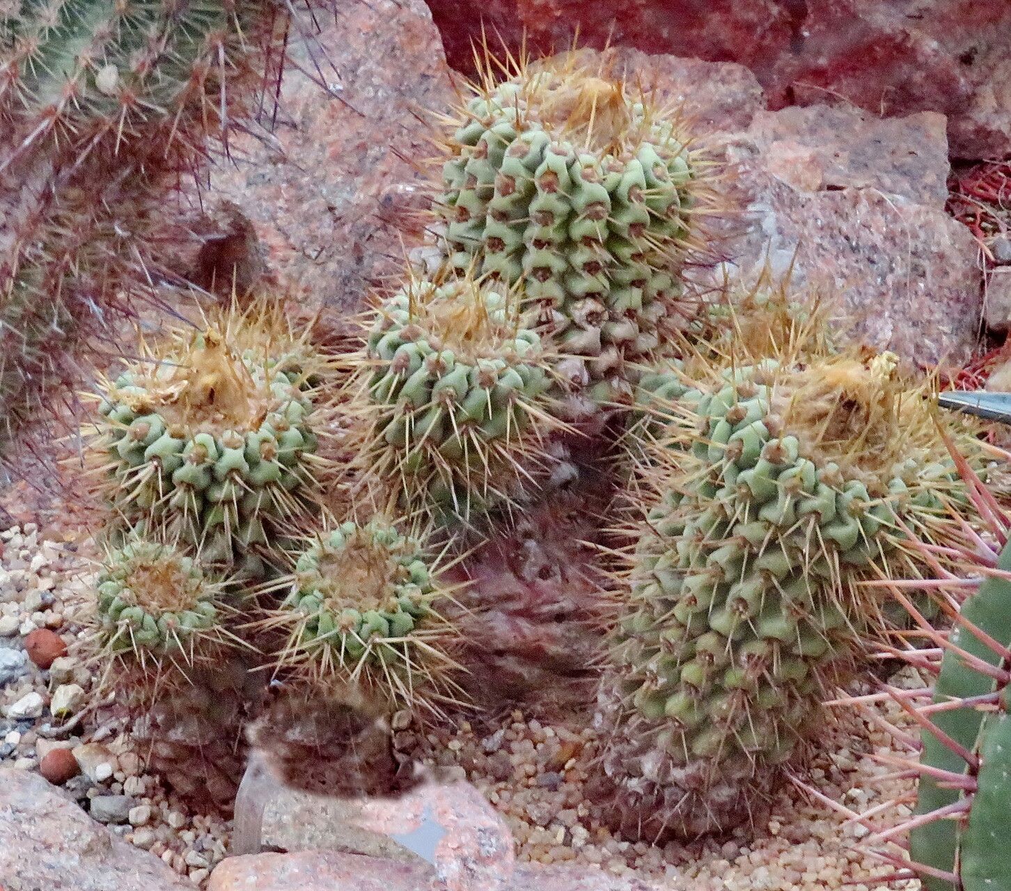 Copiapoa malletiana — houseplant care guide