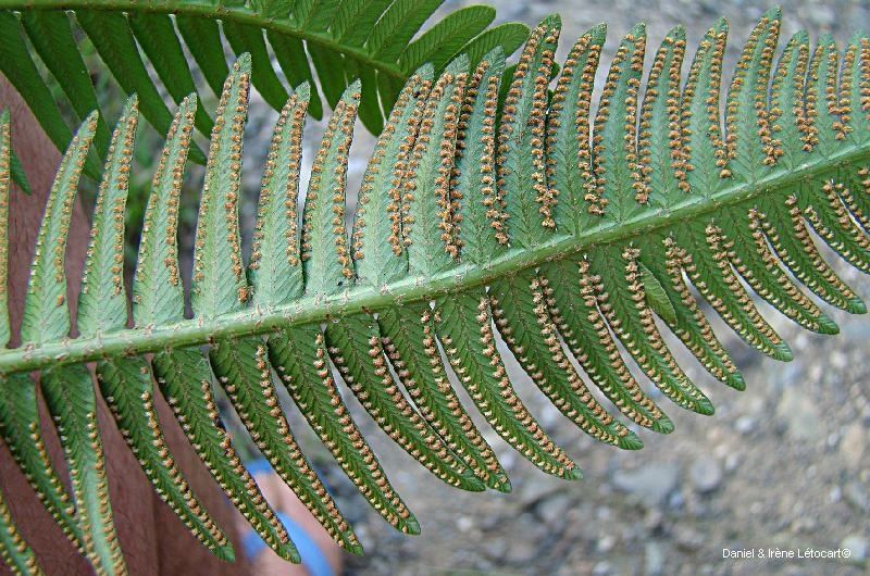 Davallia pectinata leaf